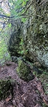Plants: image 42 Of 208 Thumb